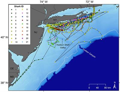 Three-Dimensional Movements and Habitat Selection of Young White Sharks (Carcharodon carcharias) Across a Temperate Continental Shelf Ecosystem